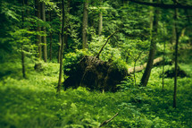 fallen tree in a forest 