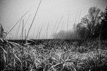 tall grass in a foggy field