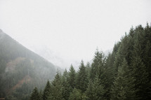 fog over a mountain evergreen forest 
