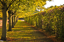 trimmed hedges and a tree lined path