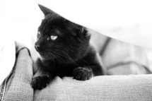 eyes of a black cat