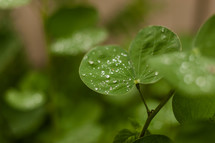 new fresh green leaves  clover with water dew
