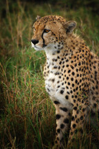 Wild cheetah
