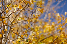 yellow fall leaves against a blue sky 