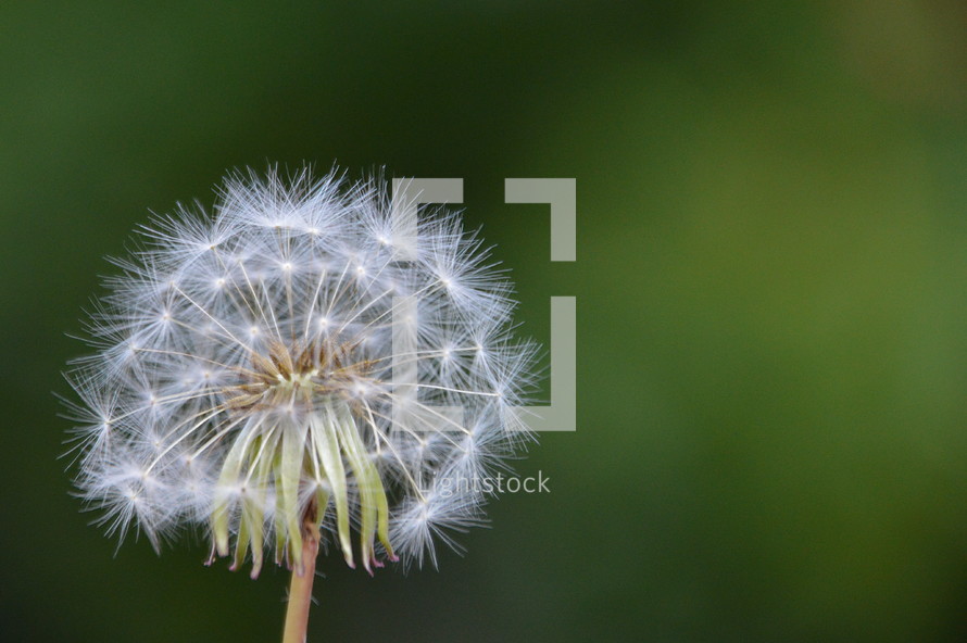 Dandelion seed ball,