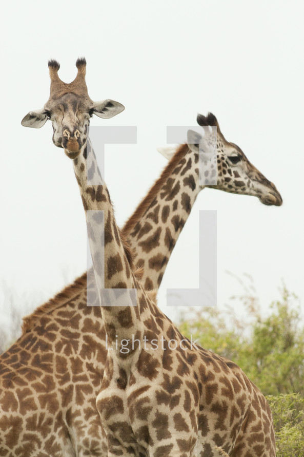 two giraffes 
