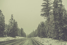 pine trees along a road side and falling snow 