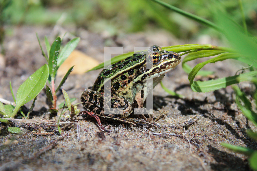 A leopard frog - F.R.O.G. (Fully Reliant On God)