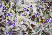 small purple flowers 