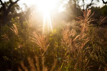 sunburst over tall grass