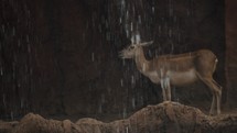Wide shot showing chewing deer on mountain rock behind flowing waterfall in nature	