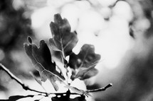 oak leaves in black and white 