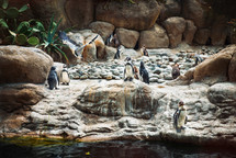 Penguins on the shore