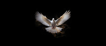 Winged dove in flames with copy space, a representation of the New Testament Holy Spirit