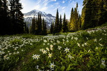 Mount Rainier and wildflowers in a meadow 
