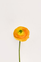 yellow flower 