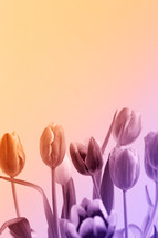 pink tulips against a pink background 