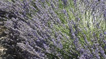 lavender in the breeze 