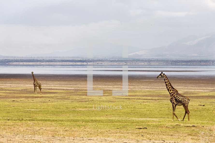 Two giraffes roam the wilderness