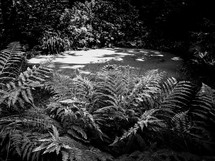 ferns in black and white 