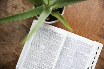 open Bible and aloe plant on a table 