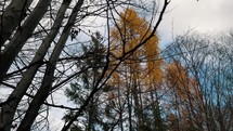 View from below of the trees of a forest. Yellow larch deciduous in autumn. Slow motion 4K