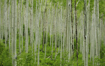 thin tree trunks in a forest