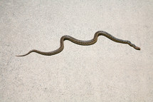 snake 