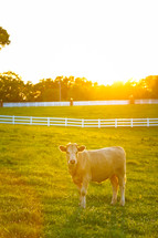 a cow in a pasture 