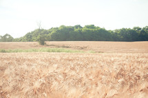 a bare tree in a field of wheat 
