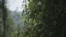 Tracking shot of a green lush forest with pine trees and bushes