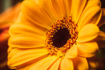 yellow Gerber daisy 