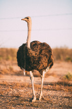 ostrich in Africa 