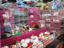 bunnies in cages in a flea market 