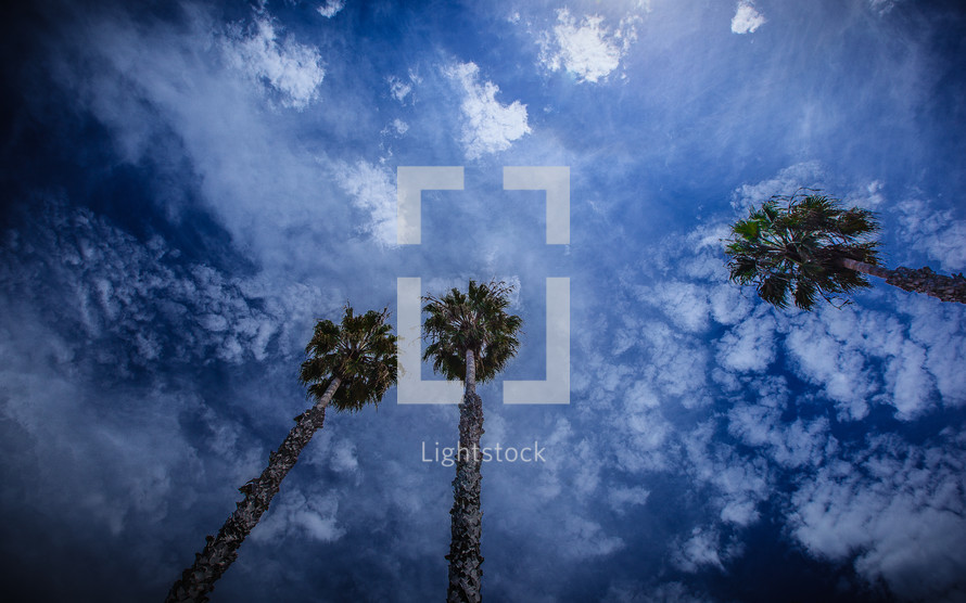 California palms reaching skyward 