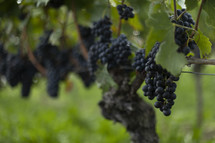 Bunches of grapes on a vine