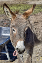 Donkey with his tongue sticking out 