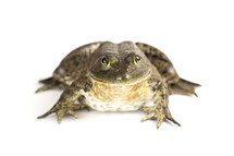 American bullfrog on a white background