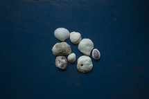 seashells against a cobalt blue background