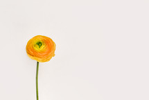yellow flower on a white background 
