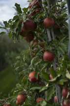 Red apples growing on a tree