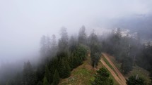 Foggy trees in the mountains