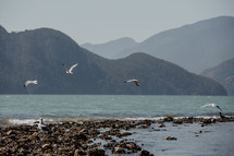 seagulls flying over ocean shore