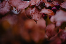 cold and wet leaves in the fall