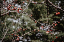 branches with berries