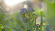 Purple Broccoli Growing In The Green Nature