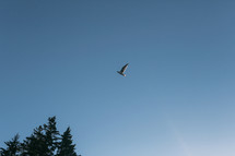 seagull in the sky 