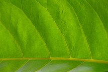 veins of a green leaf