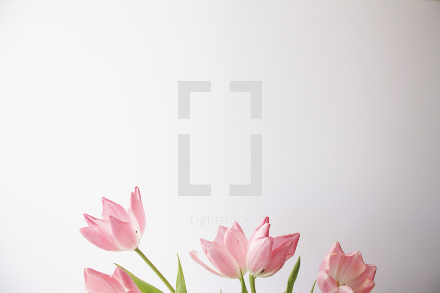 pink tulips , easter, flowers