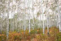 Aspen forest in fall 